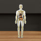 3D människokropps torso modell för barn anatomi modell skelett