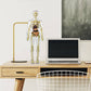 3D människokropps torso modell för barn anatomi modell skelett