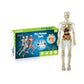 3D människokropps torso modell för barn anatomi modell skelett