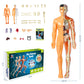 3D människokropps torso modell för barn anatomi modell skelett