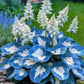 Easy to Grow Hosta Seeds for Gardens