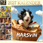 Bedårande marsvinsväggkalender